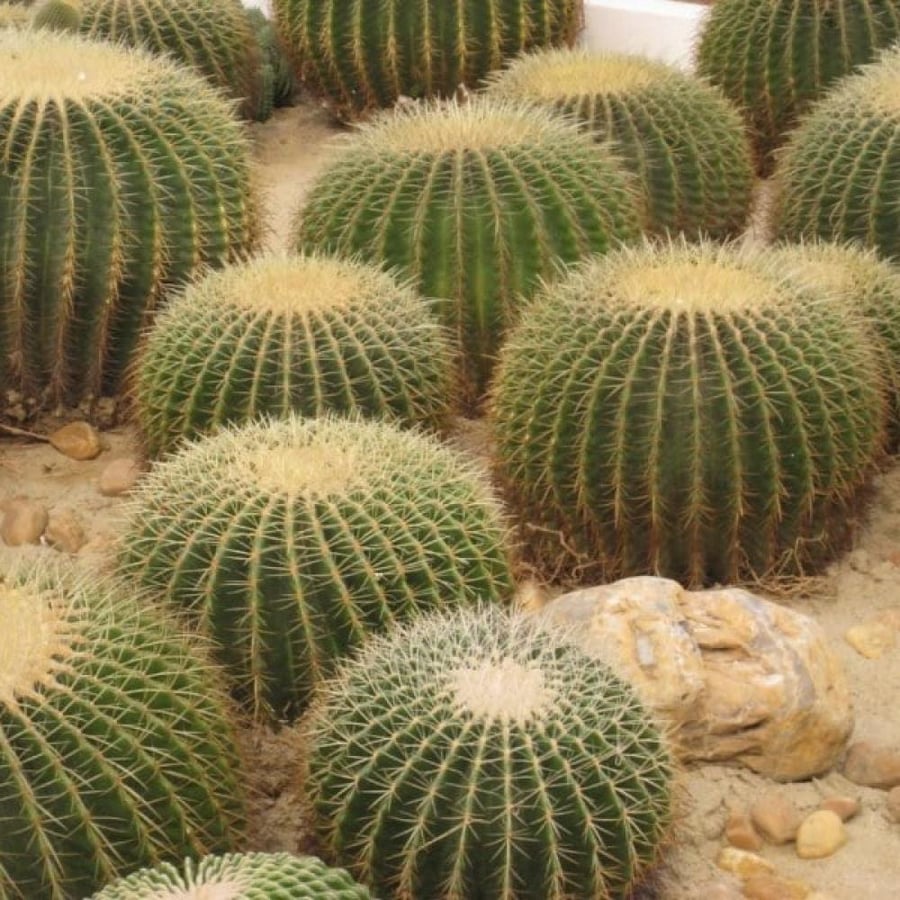 بذور صبار عمة القاضي ( Echinocactus grusonii )
