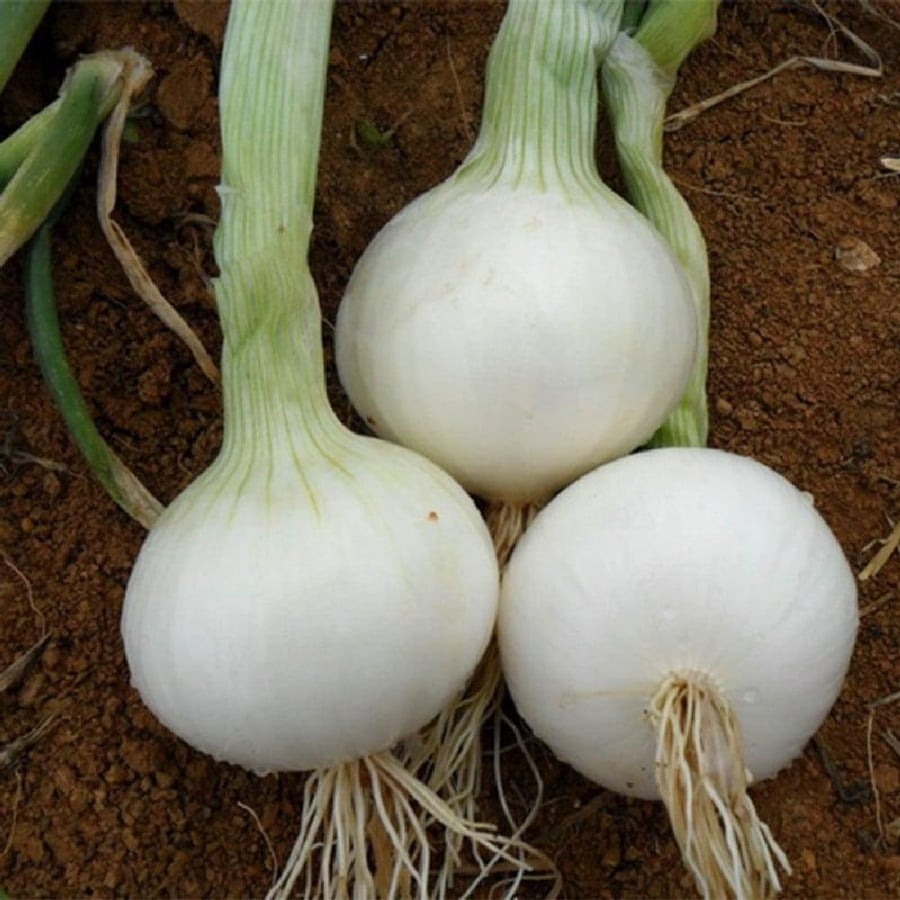 بذور البصل