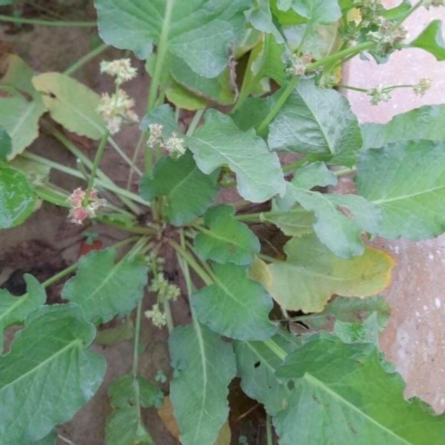 بذور عشبة الحمباز الحنزاب emex spinosa