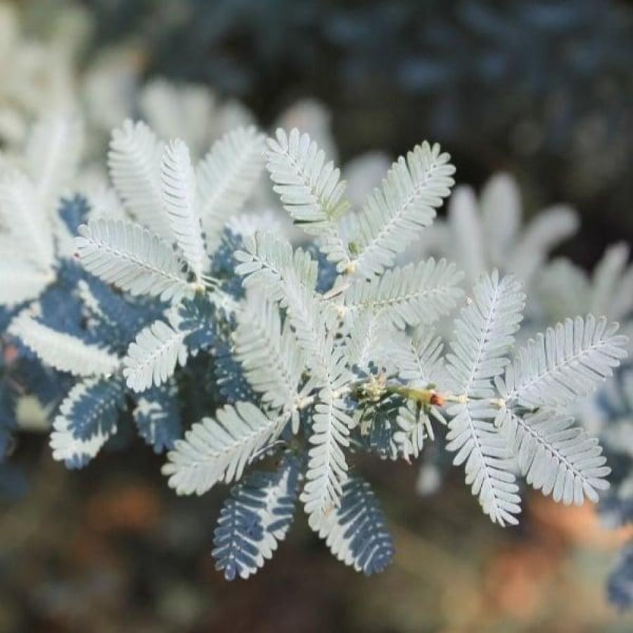 بذور أكاسيا بيليانا ( Acacia baileyana )