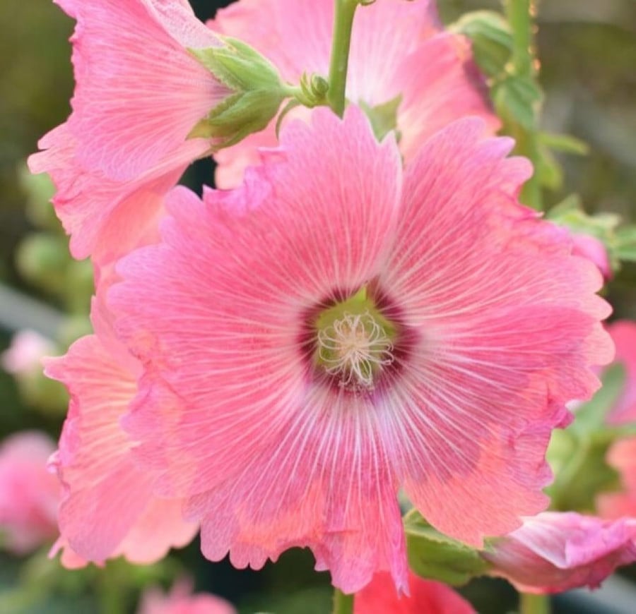 بذور زهرة الختمية الوردية ( Althaea )