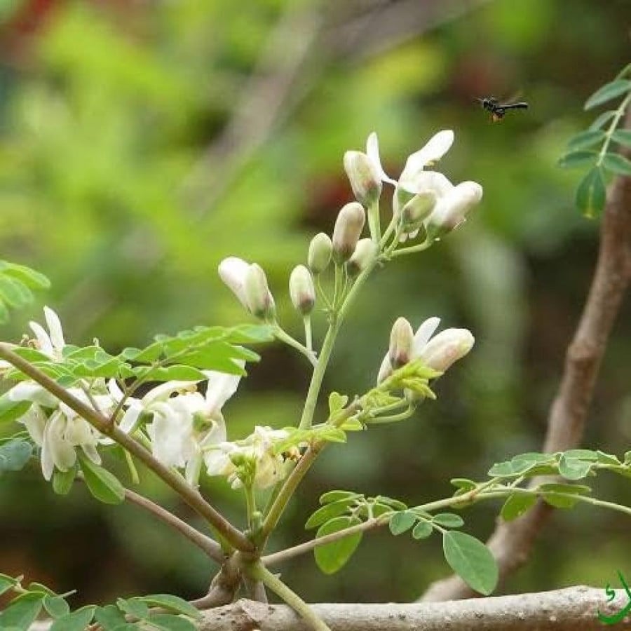 بذور المورينجا الهندية أو مورينجا اوليفيرا ( Moringa oleifera )