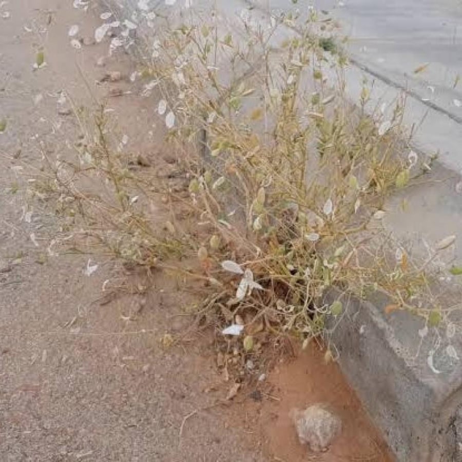 بذور القليقلان ( Savignya Parviflora )