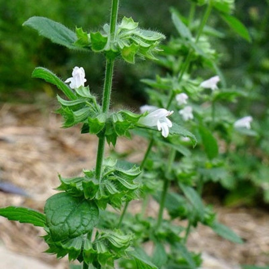 بذور عشبة المليسا حشيشة النحل Melissa officinalis