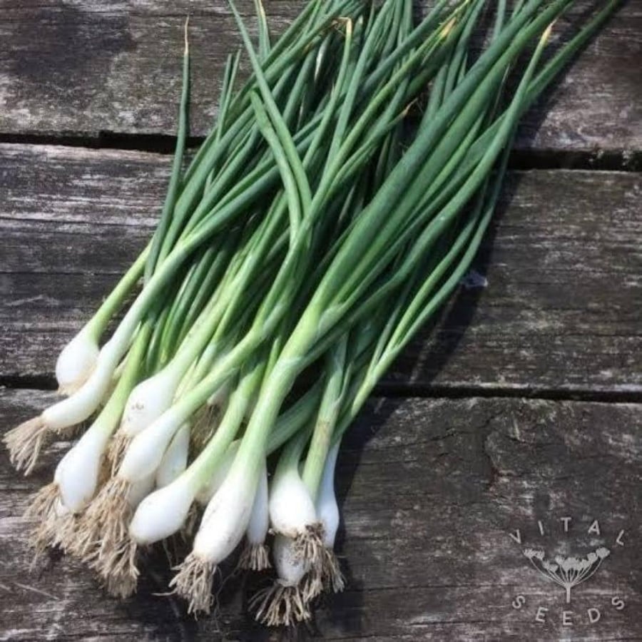بصل أخضر إسباني  Allium cepa