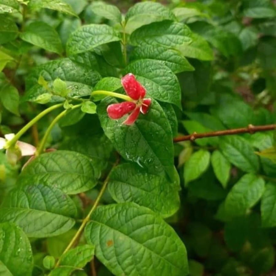 بذور متسلقة الياسمين الاحمر العطرية ( Combretum indicum )