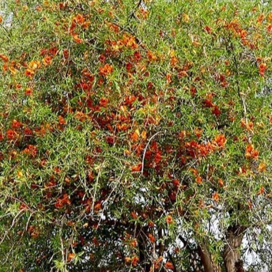 بذور شجرة الفرفارة ( Tecomella undulata )
