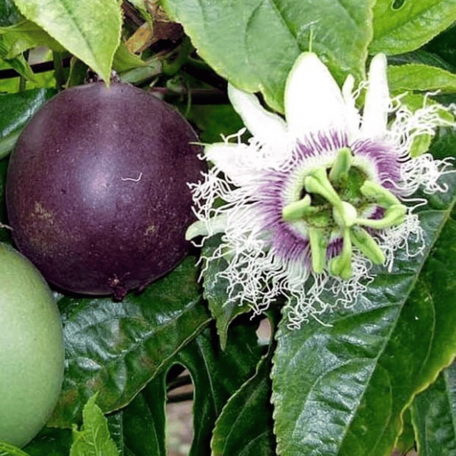بذور زهرة الساعة - باشن فروت بنفسجي ( Passiflora edulis )