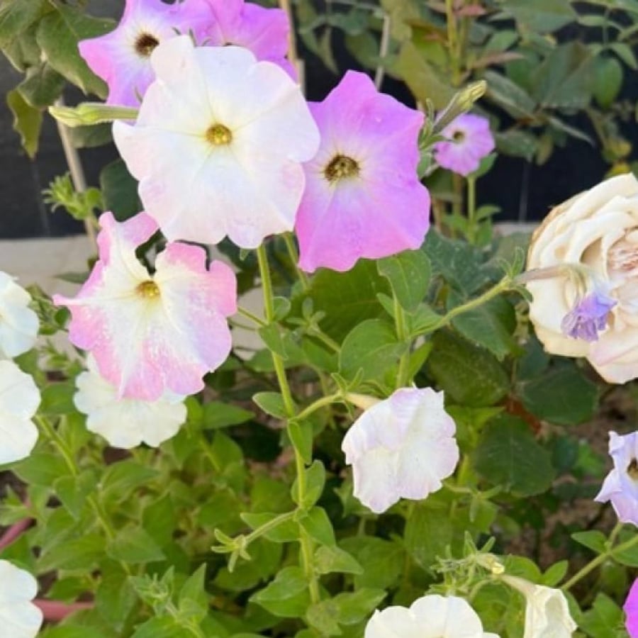 بذور زهور البيتونيا ( petunia hybrida )