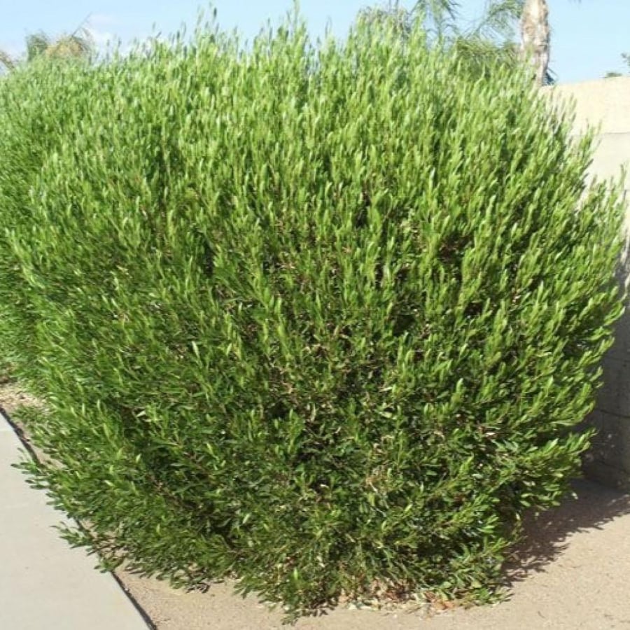 زهور الداودنيا دودونيا
