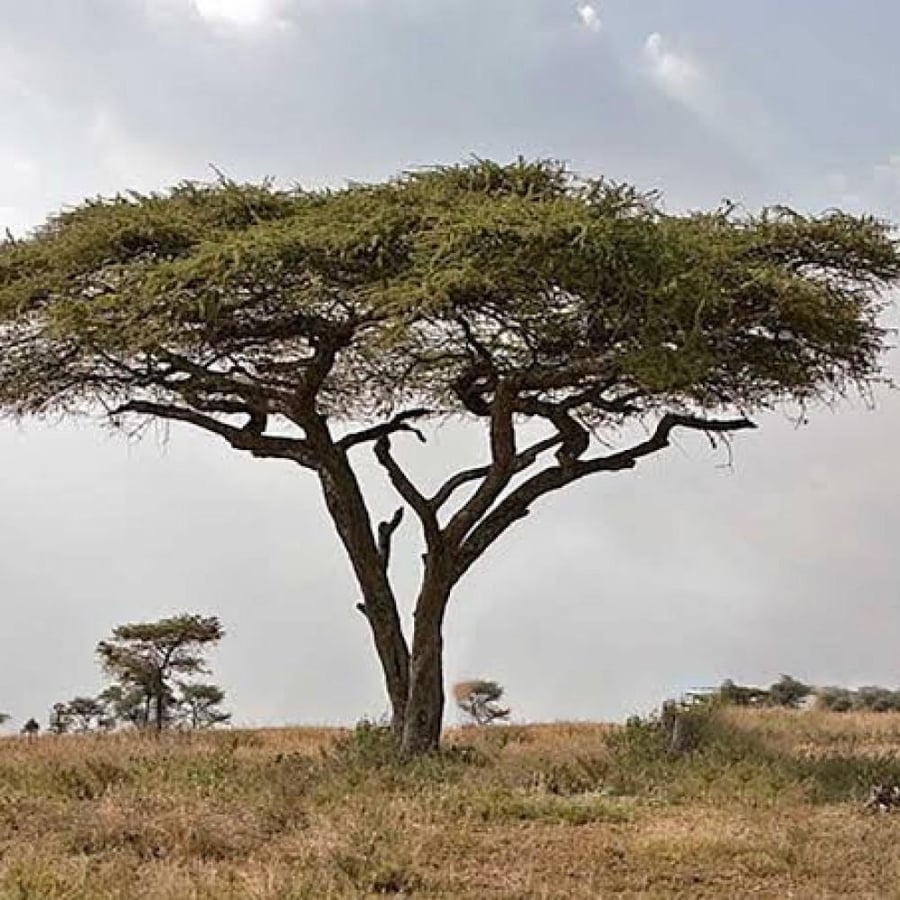 شجرة  Acacia gerrardii