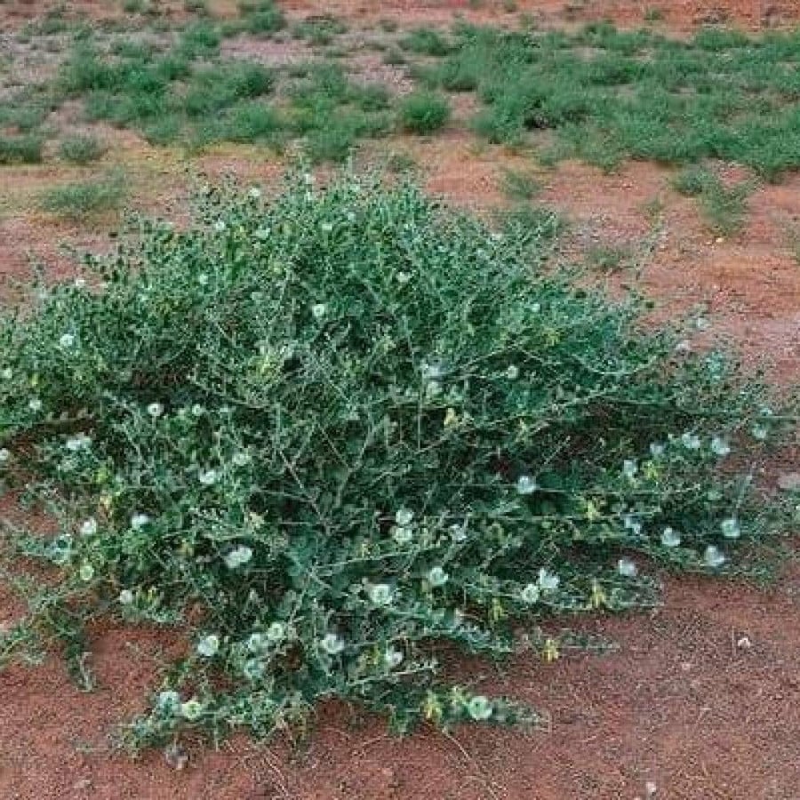 بذور الشفلح - القبّار ( Capparis spinosa )