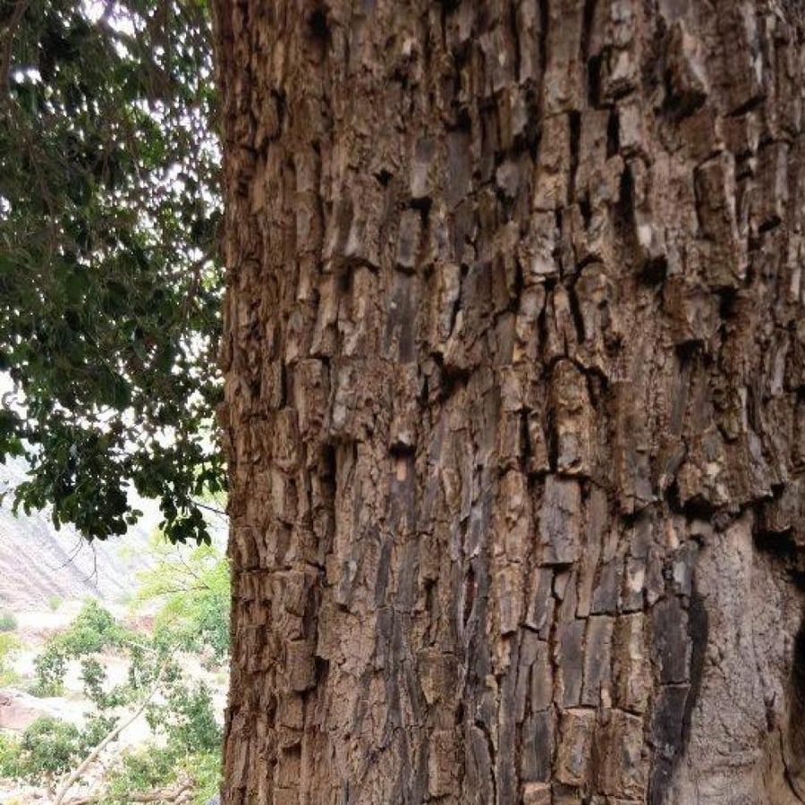 بذور اللبخ العملاق النادرة ( Mimusops laurifolia )