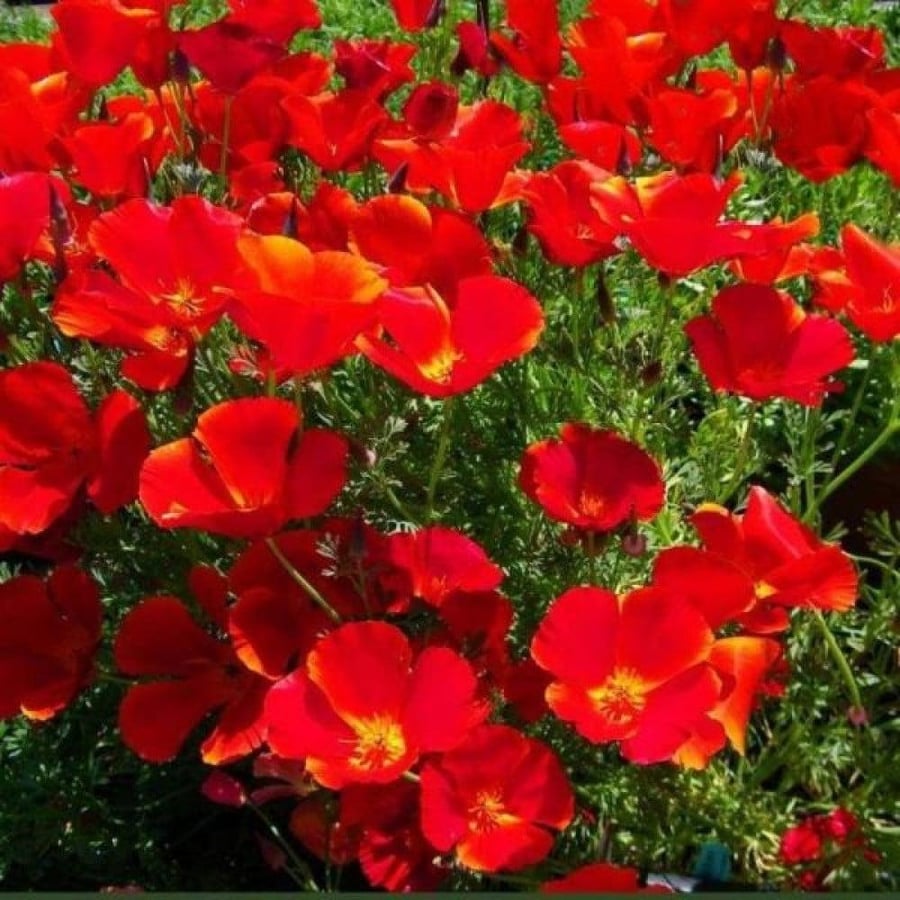 بذور زهور ديدحان كاليفورنيا الأحمر ( Eschscholzia californica )