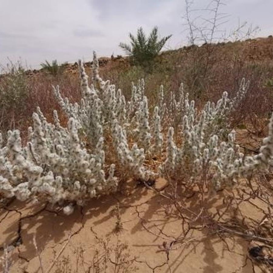 بذور القطينة ( Bassia eriophora )