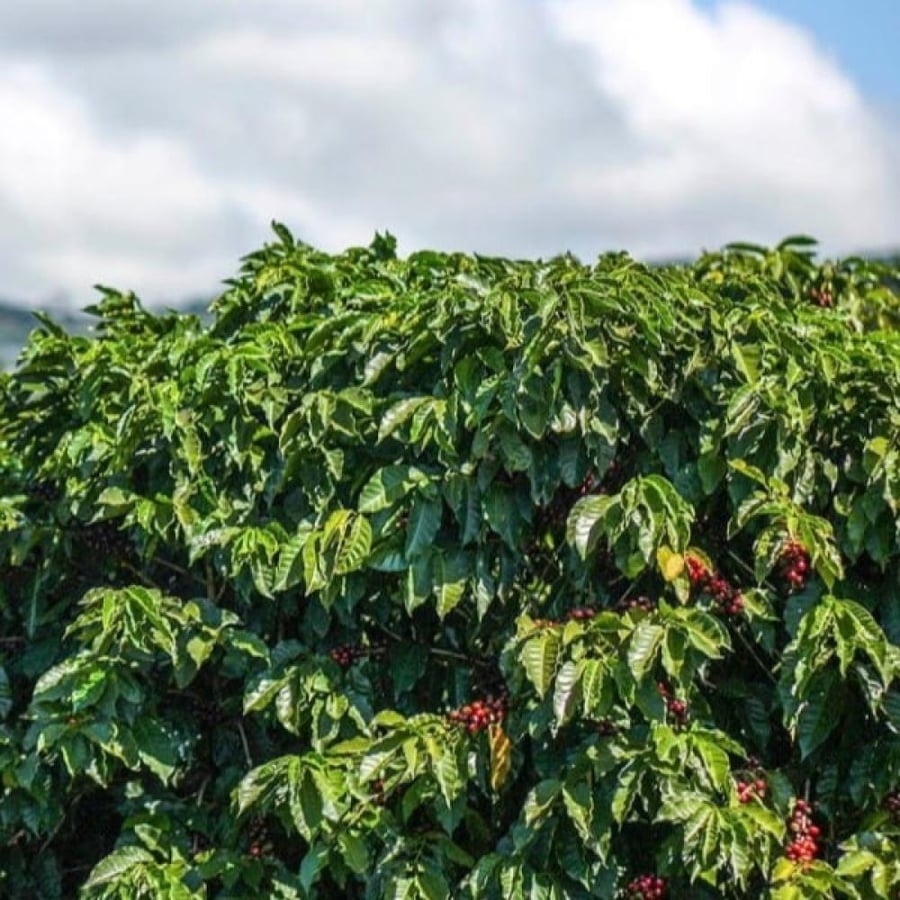 seeds of Coffea Arabica