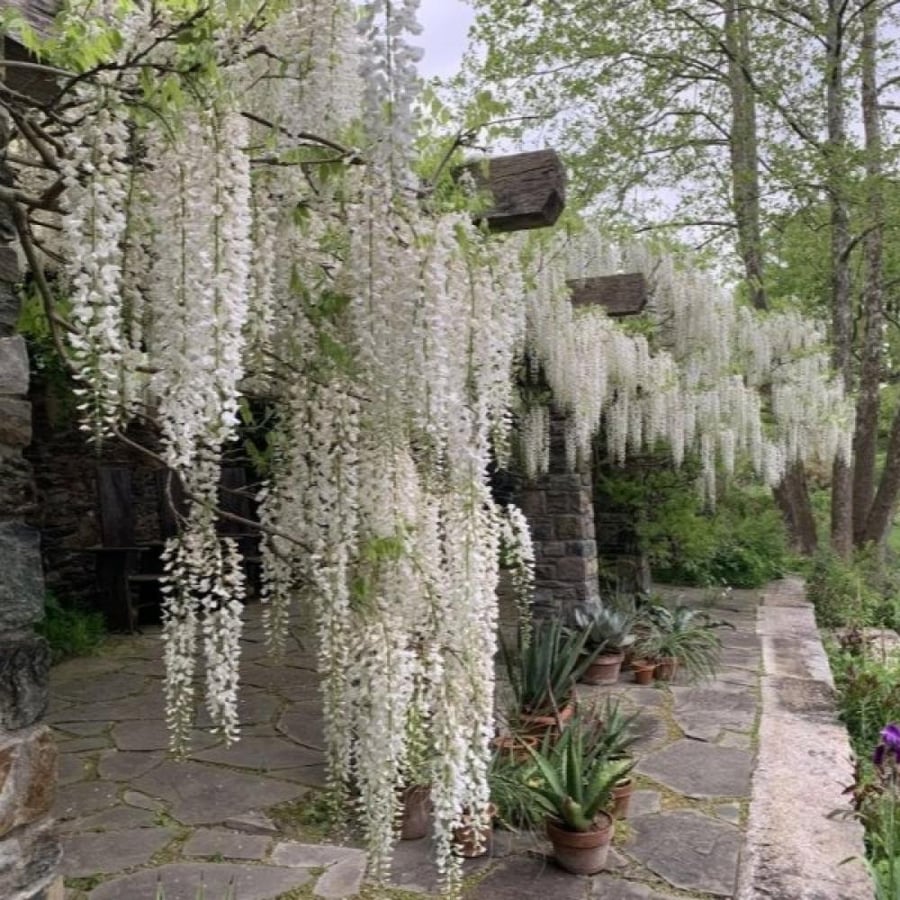 بذور شجرة ويستيريا البيضاء ( "wisteria sinensis "alba )
