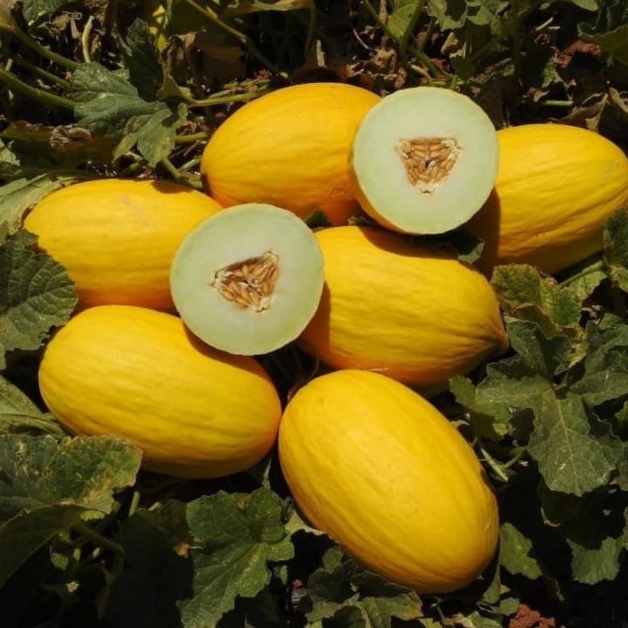 بذور البطيخ الأصفر
