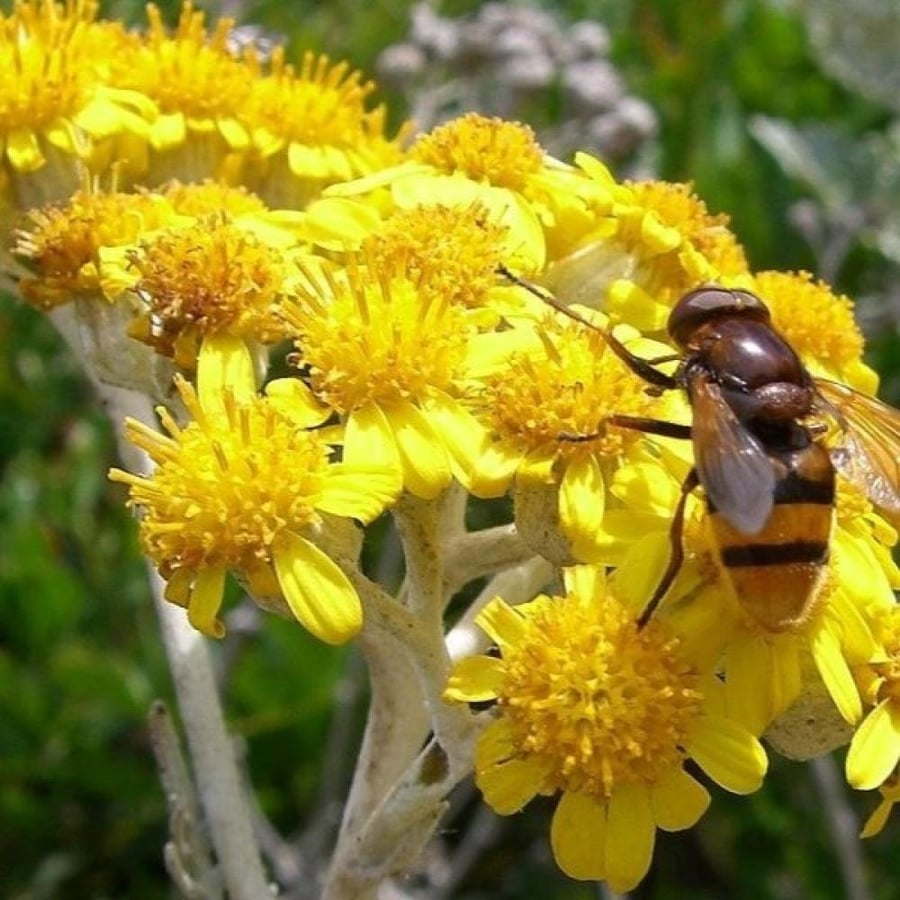 بذور الشيخة الفضية ( Jacobaea maritima )