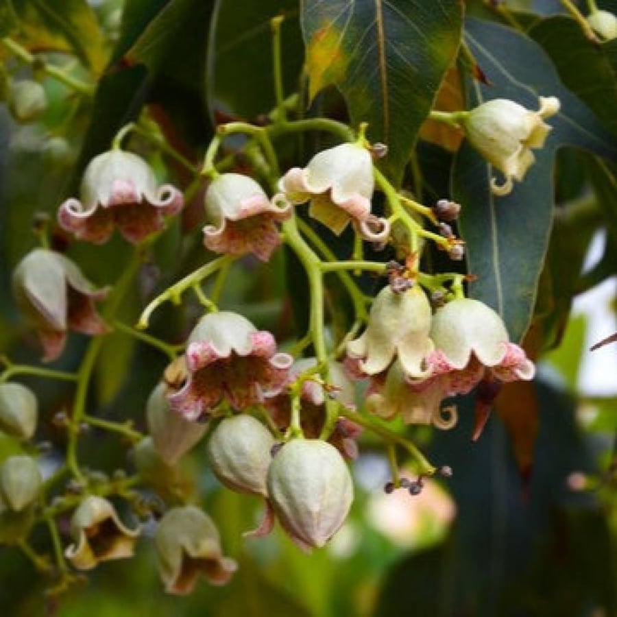بذور استركوليا مخمسة ( Brachychiton populneus )