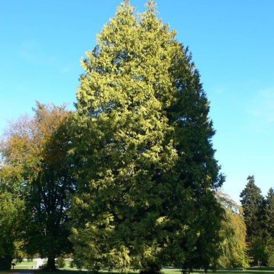 seeds of Thuja occidentalis