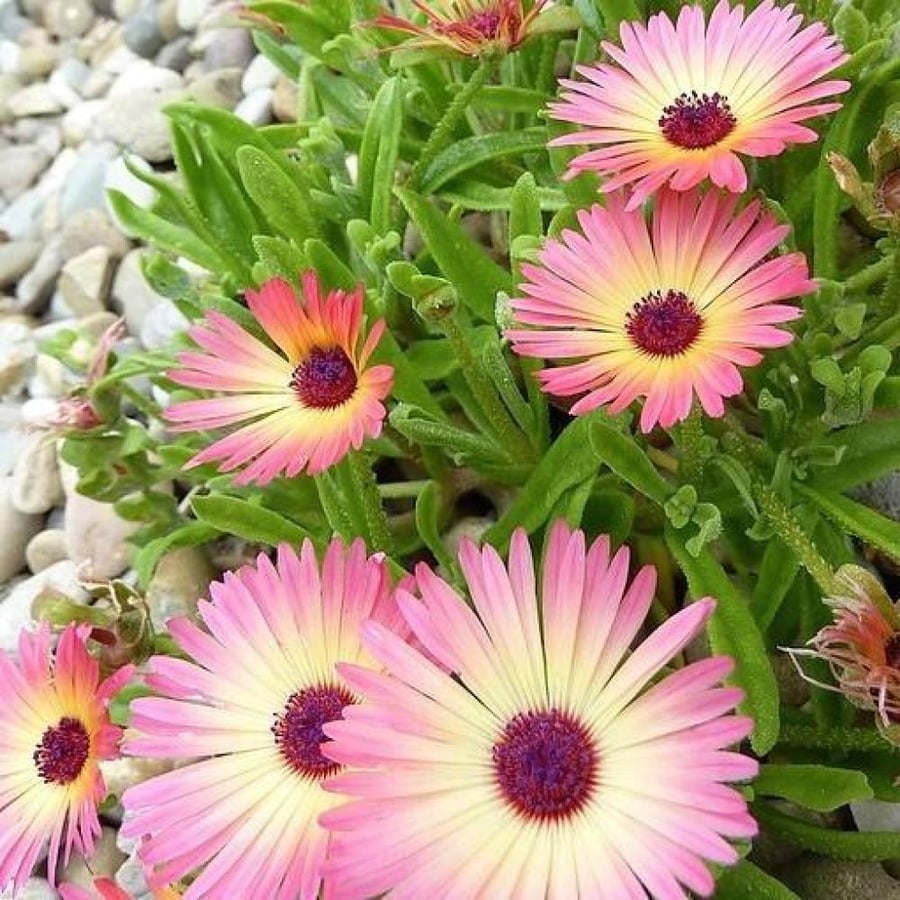 بذور السجاد السحري - باك باي ( Cleretum bellidiforme )