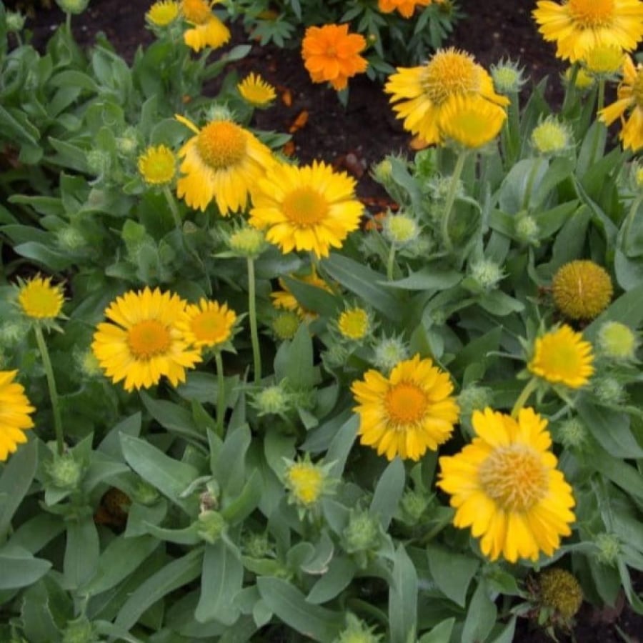 بذور العنبر الكشميري الأصفر - جيلارديا أريستاتا ( gaillardia aristata )