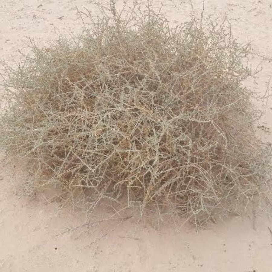 بذور الضمران ( Traganum nudatum )