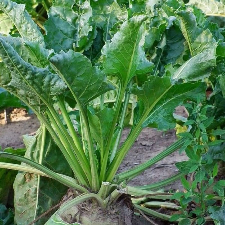 نبات السلق Beta vulgaris subsp