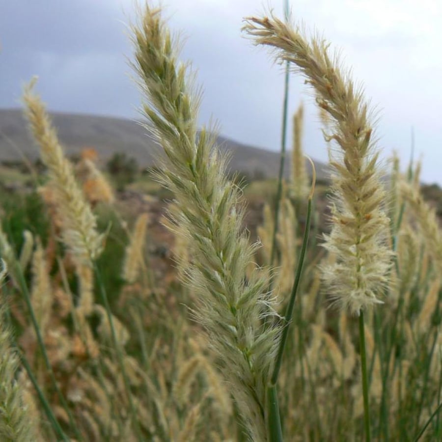 بذور عشبة الصبغاء
