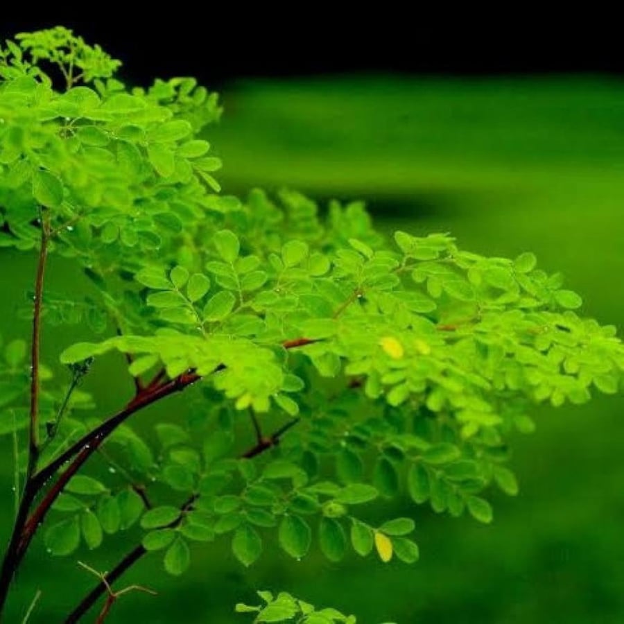 بذور المورينجا الهندية أو مورينجا اوليفيرا ( Moringa oleifera )