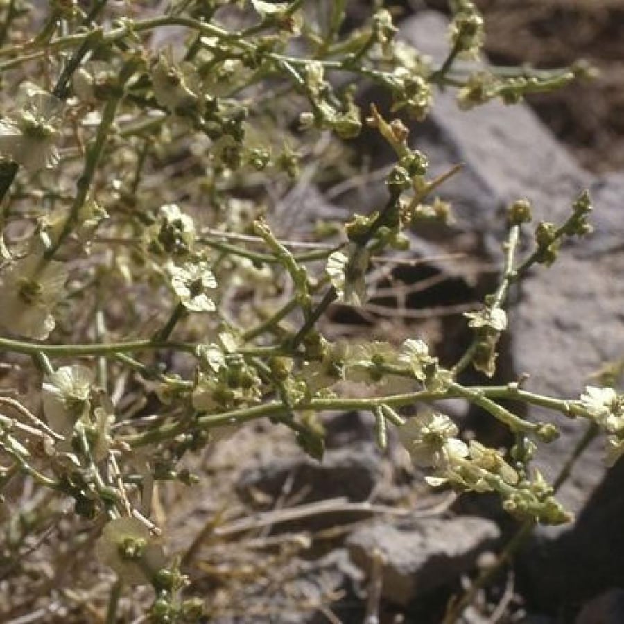 بذور الحديدة - الطحيان ( Halothamnus bottae )