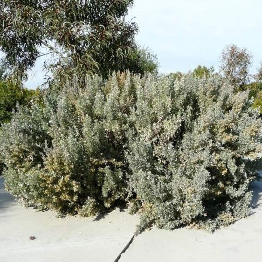بذور الرغل الاسترالي ( Atriplex nummularia )