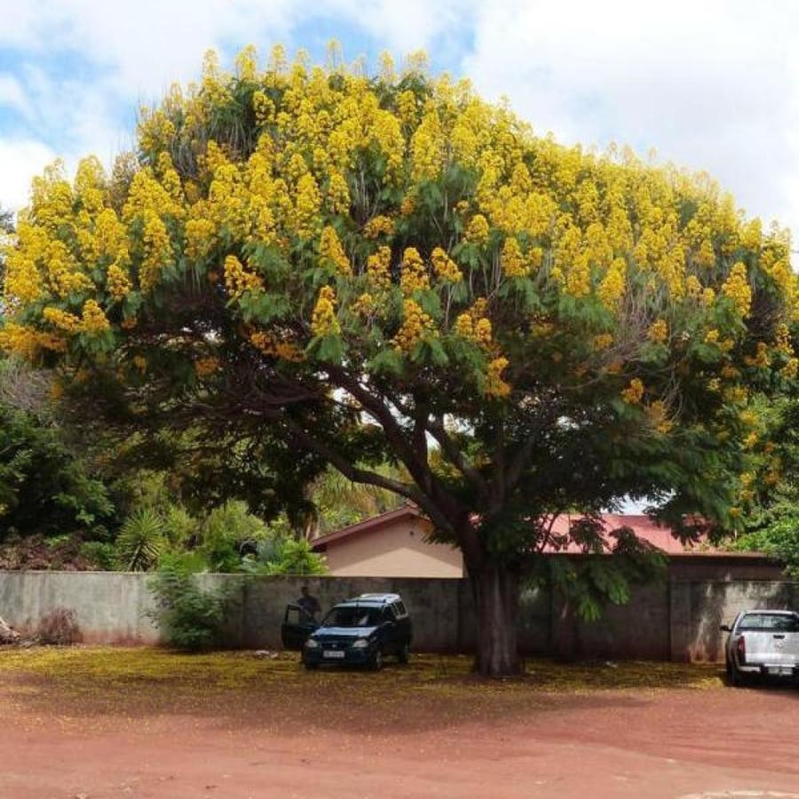بذور كاسيا سبيكتابيلس ( Cassia spectabilis )