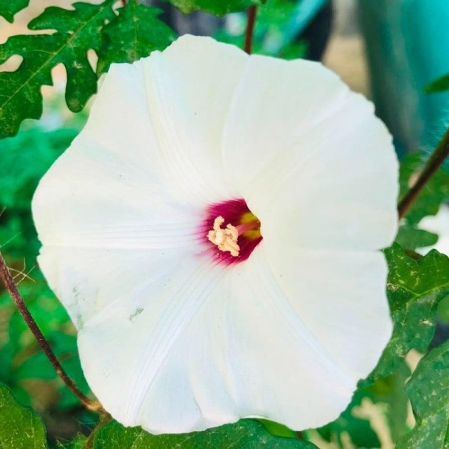 بذور متسلقة ست الحسن البيضاء ( Ipomoea cairica )