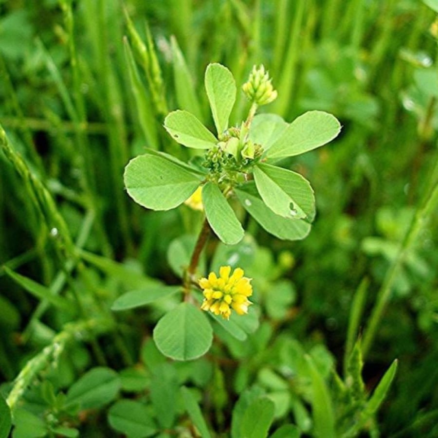 بذور عشبة النفل ( Trifolium campestre )