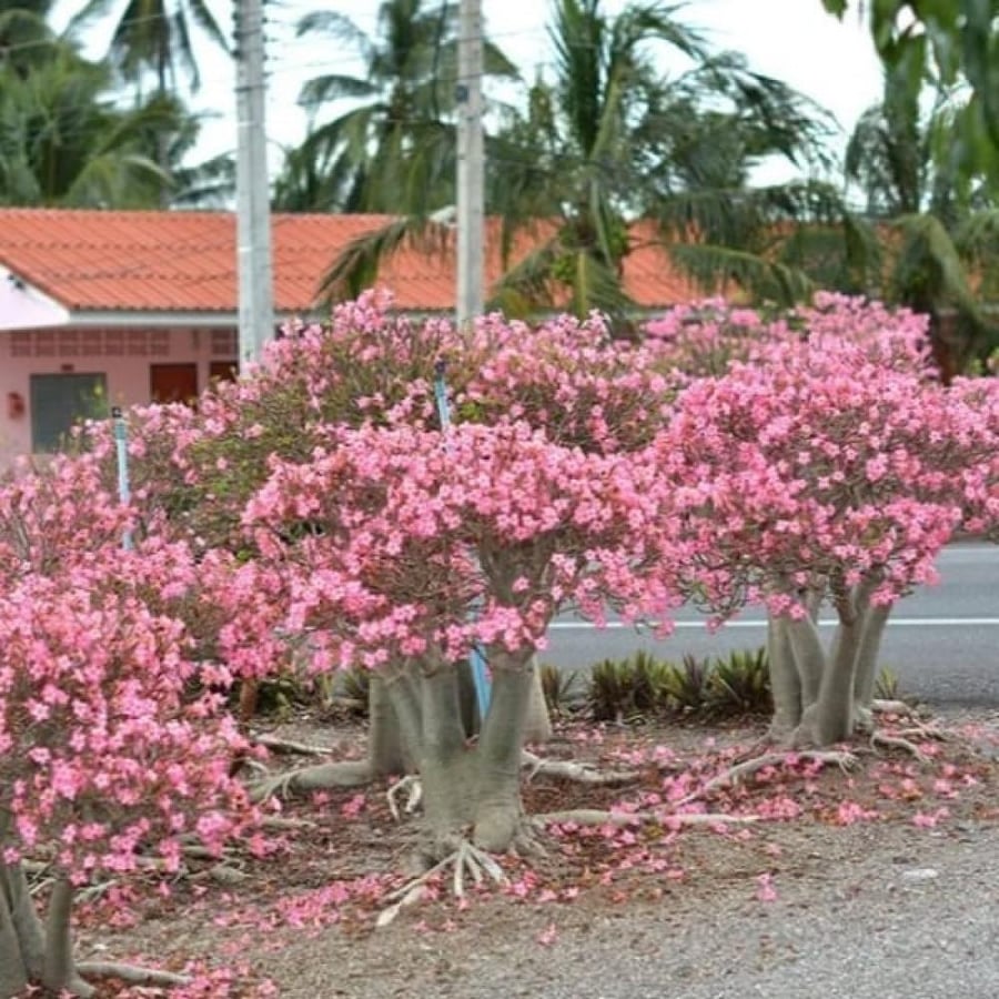 بذور العدنة - الادينيوم ( Adenium obesum )