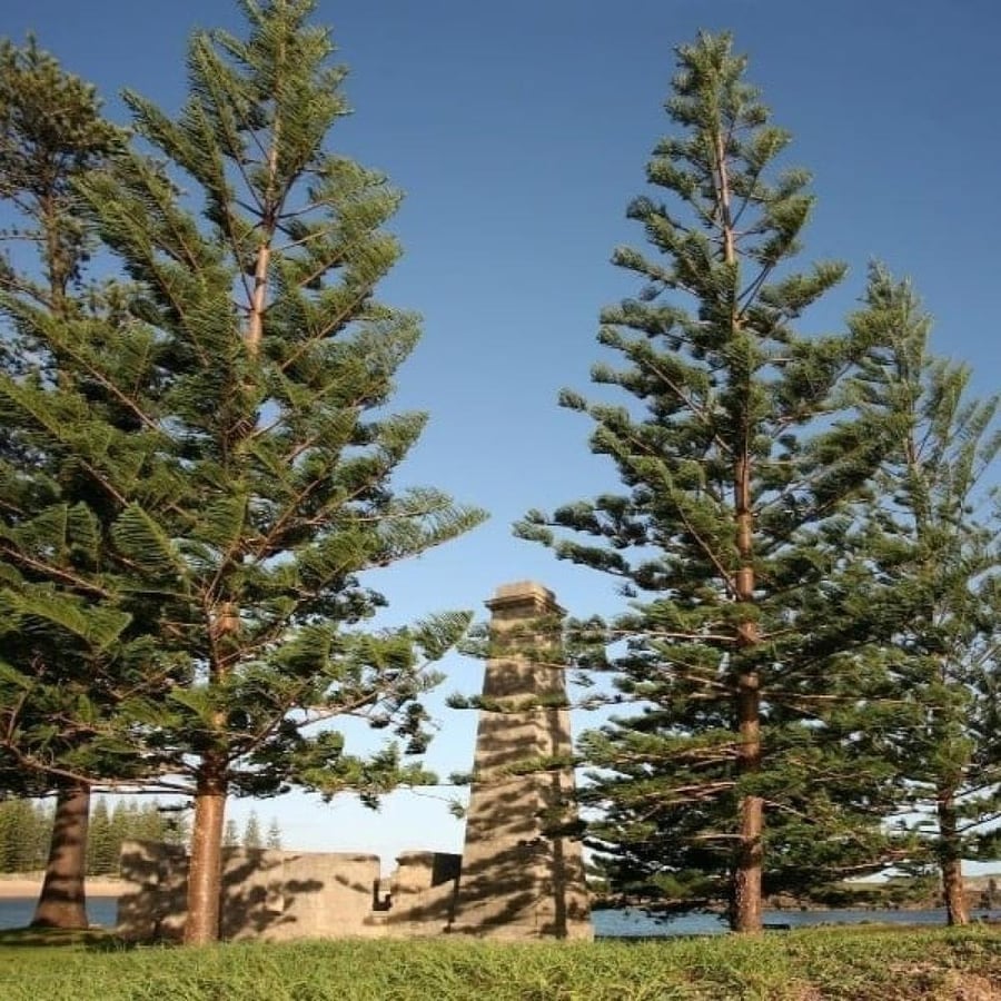بذور شجرة عيد الميلاد - اروكاريا ( Araucaria heterophylla )