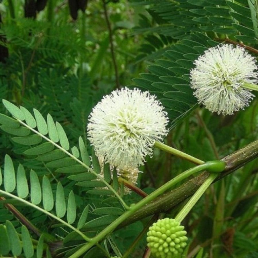 بذور شجرة انترلوبيوم  Enterolobium