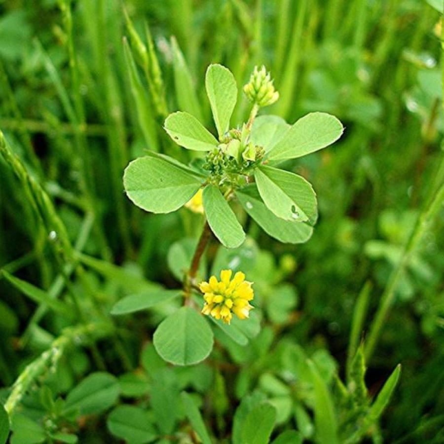 بذور النفل ( Trifolium campestre )