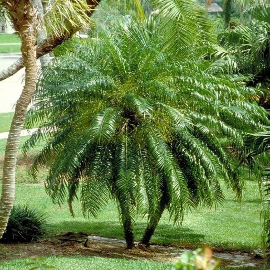 seeds of Phoenix roebelenii