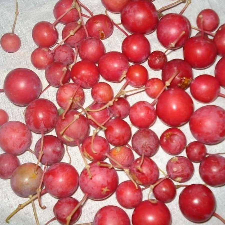 بذور التنضب النادرة - الكرز البري ( Capparis Decidua )