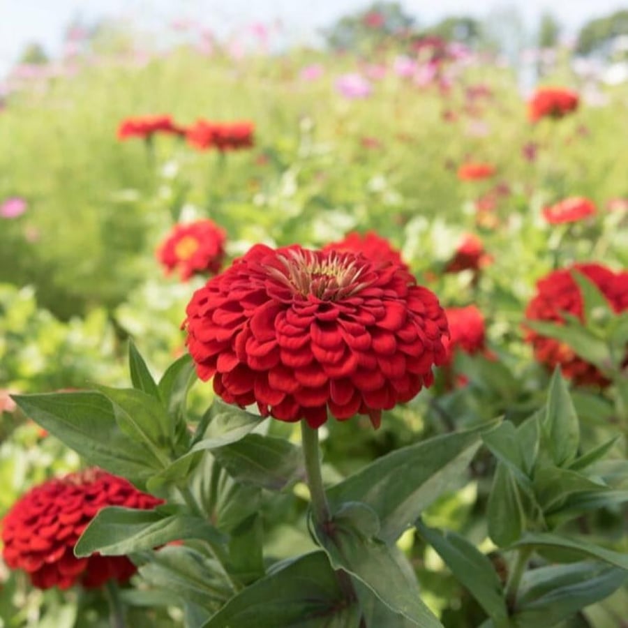 بذور زهرة الزينيا الحمراء Zinnia elegans