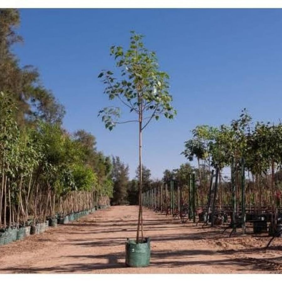 بذور فيكس لسان العصفور ( Ficus religiosa )