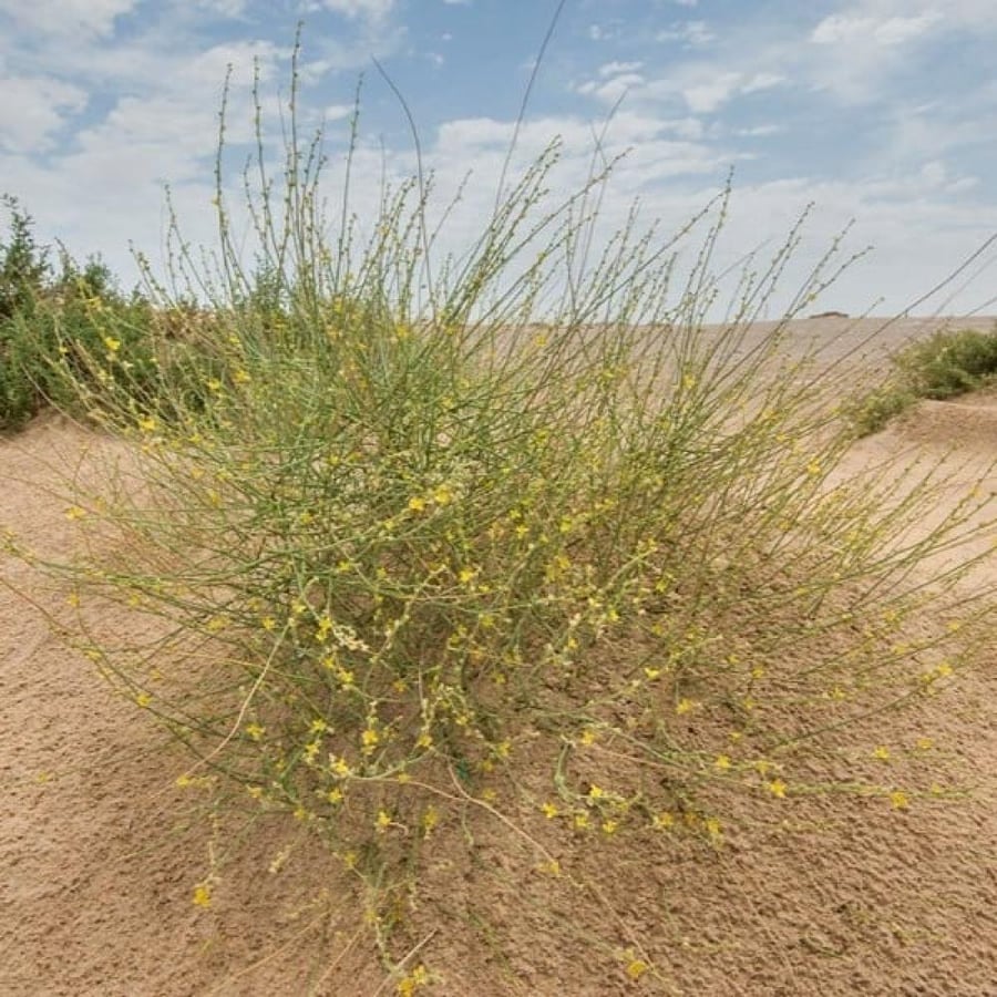 بذور شجيرة العلقى Dipterygium glaucum