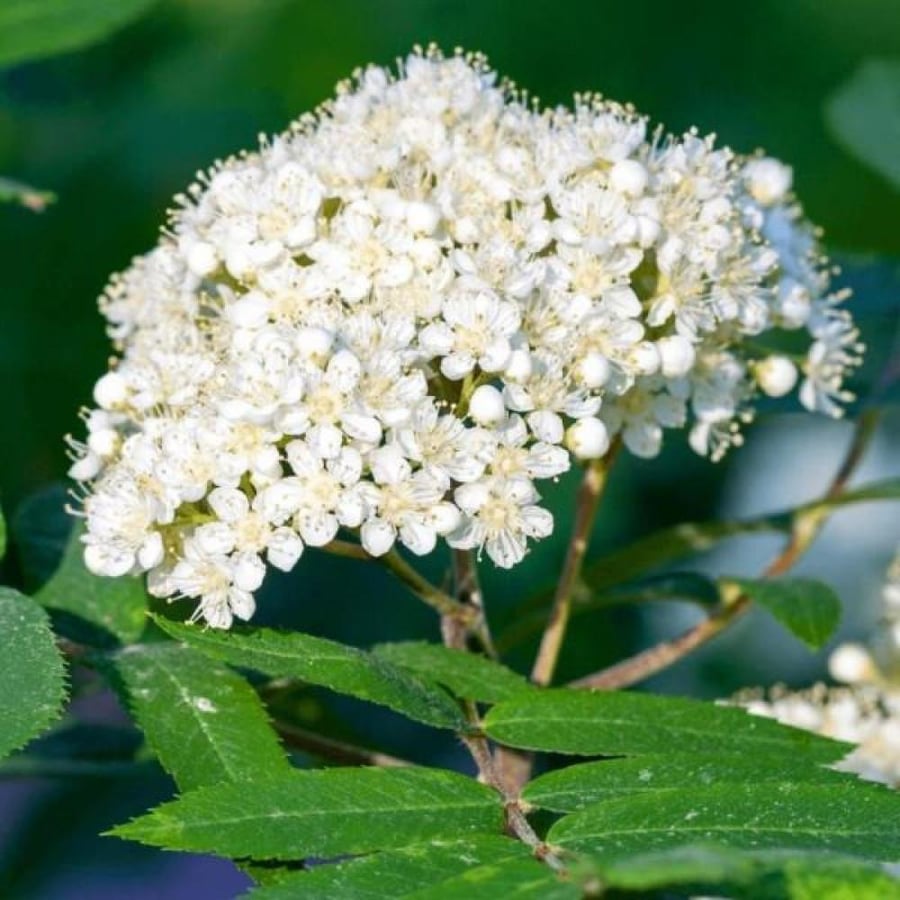 ثمار شجرة السمن Sorbus aucuparia