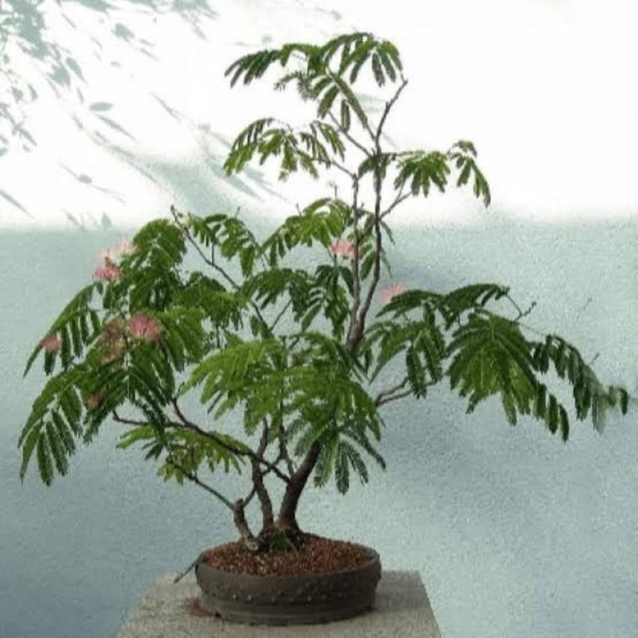بذور شجيرة الخجولة - ميموزا بوديكا ( Mimosa pudica )