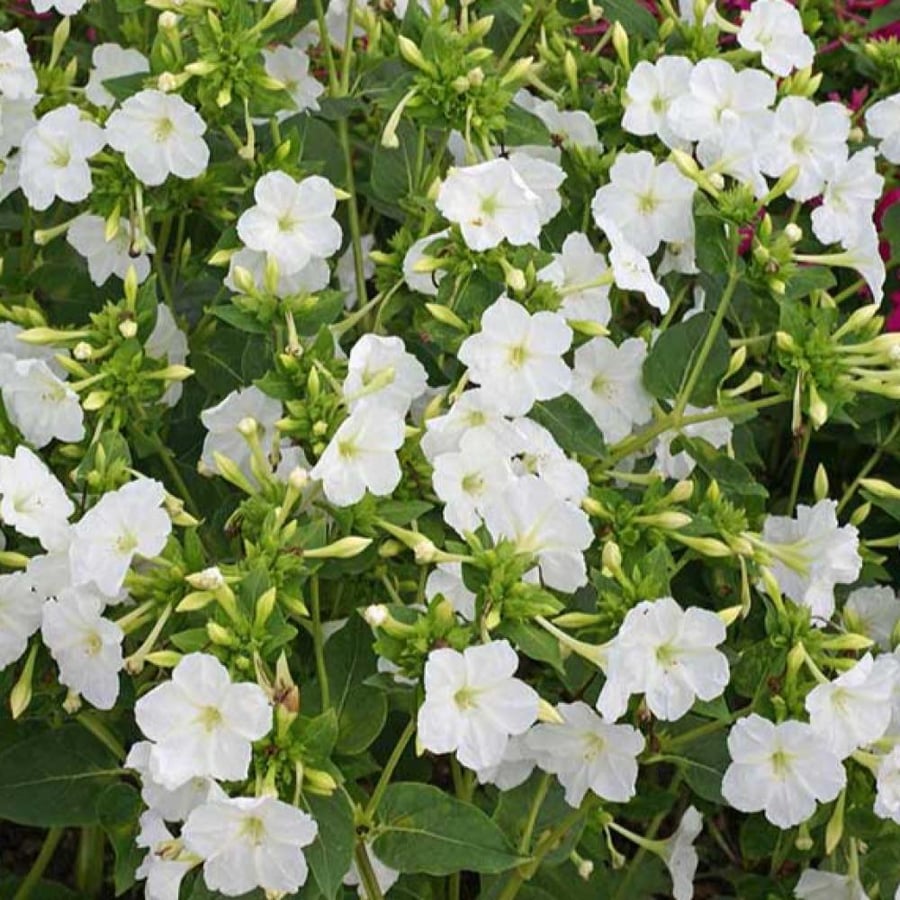 بذور زهرة شب الليل البيضاء - الساعة الرابعة ( Mirabilis jalapa )