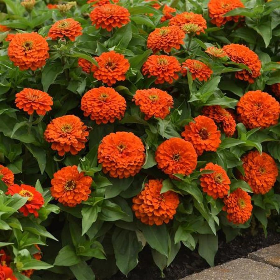 بذور زهرة الزينيا البرتقالية ( Zinnia elegans )