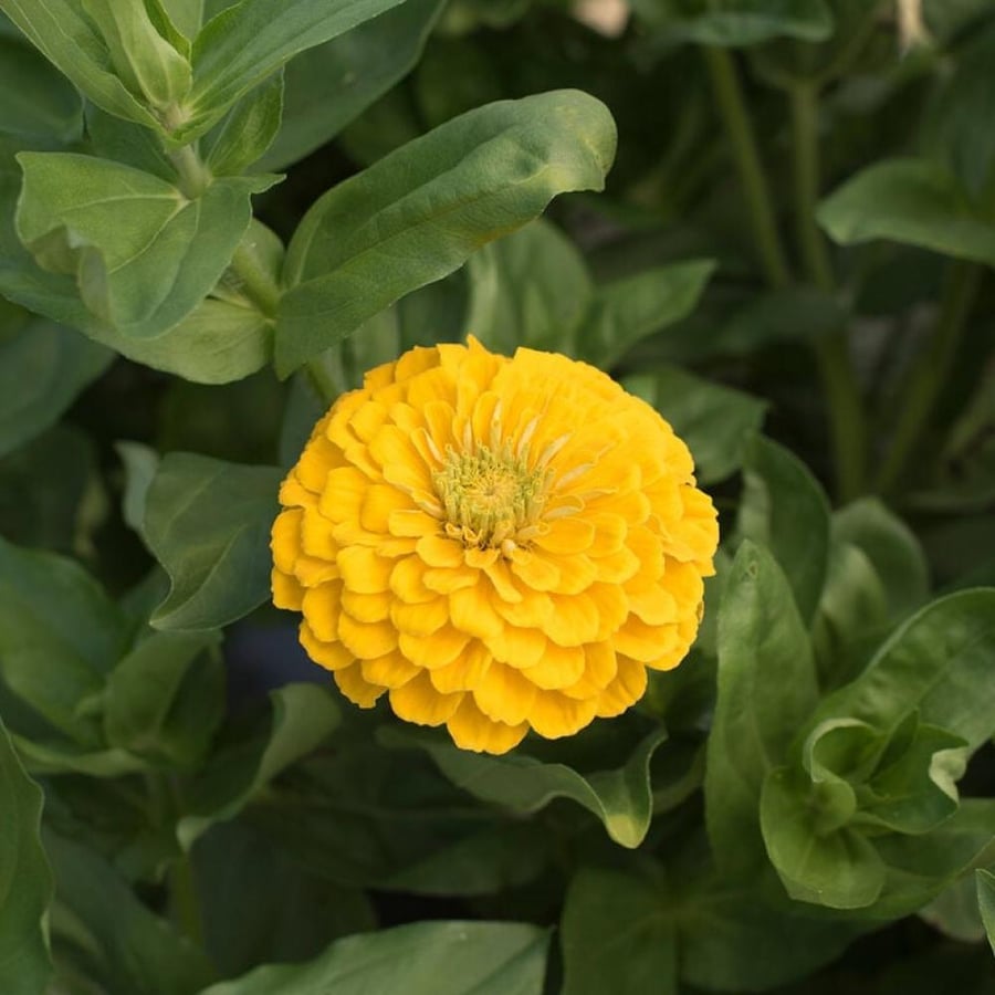 بذور زهرة الزينيا الصفراء ( Zinnia elegans )